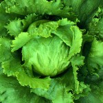 Growing Lettuce 